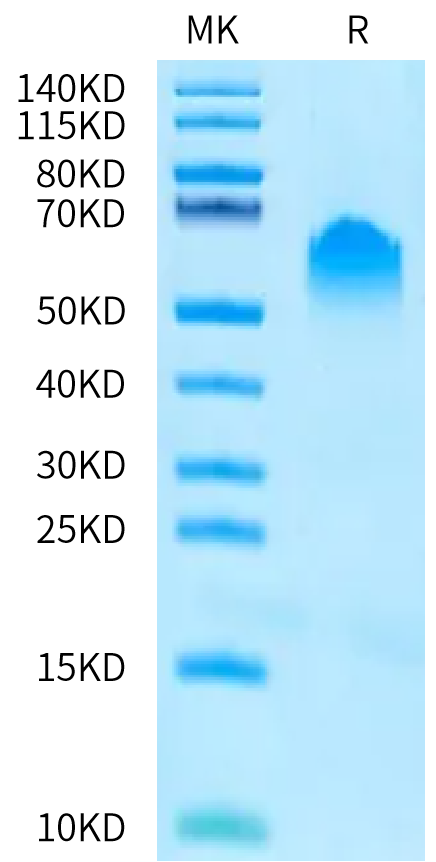 Human PVRIG on Bis-Tris PAGE under reduced condition. The purity is greater than 95%.Recombinant Human PVRIG Protein, Endotoxin-Free, Active