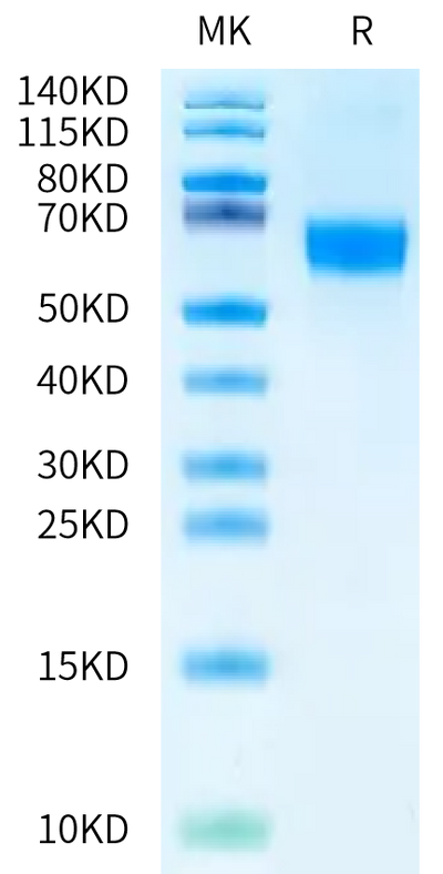 Human/Mouse BMPR2 on Bis-Tris PAGE under reduced condition. The purity is greater than 95%.Recombinant Human/Mouse BMPR2 Protein