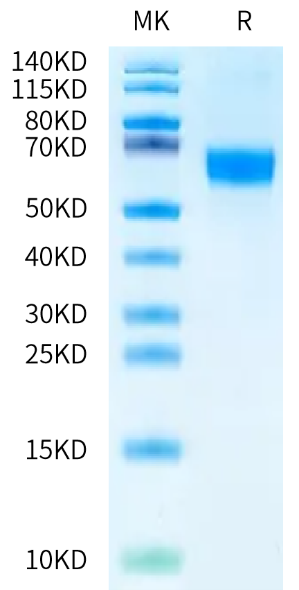 Human/Mouse BMPR2 on Bis-Tris PAGE under reduced condition. The purity is greater than 95%.Recombinant Human/Mouse BMPR2 Protein