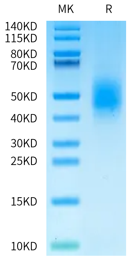Human CD79A on Bis-Tris PAGE under reduced condition. The purity is greater than 95%.Recombinant Human CD79A Protein, Endotoxin-Free