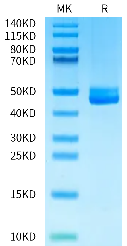 Human CDH17 Domain 1 on Bis-Tris PAGE under reduced condition. The purity is greater than 95%.Recombinant Human CDH17/Cadherin 17 Domain 1 Protein, Active