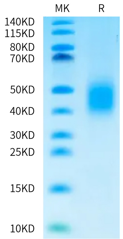 Cynomolgus CD79A on Bis-Tris PAGE under reduced condition. The purity is greater than 95%.Recombinant Cynomolgus CD79A Protein, Endotoxin-Free