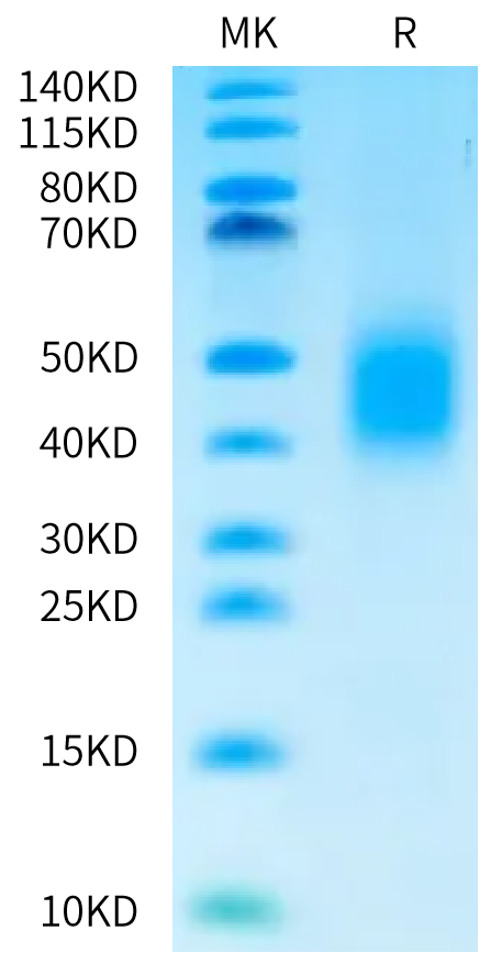 Cynomolgus CD79A on Bis-Tris PAGE under reduced condition. The purity is greater than 95%.Recombinant Cynomolgus CD79A Protein