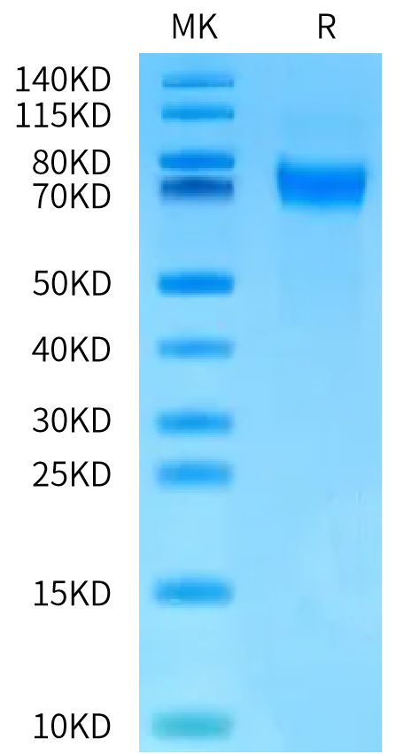 Biotinylated Human NPR1 on Bis-Tris PAGE under reduced condition. The purity is greater than 95%.Biotinylated Human NPR1/NPRA Protein, Active