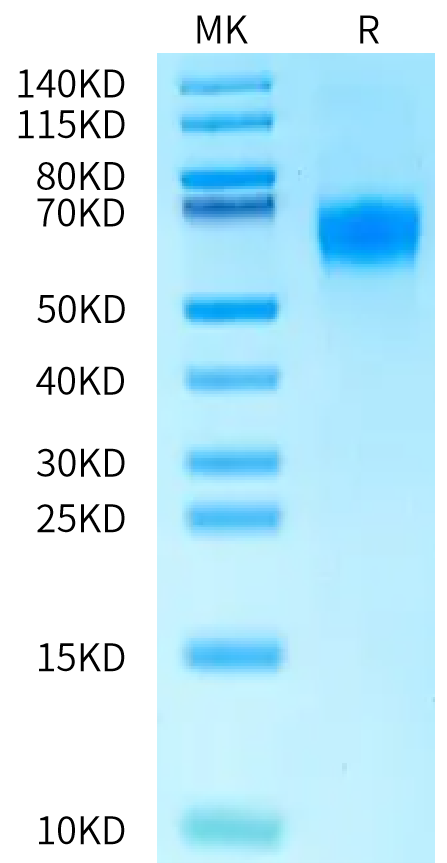Human/Cynomolgus Activin RIIB on Bis-Tris PAGE under reduced condition. The purity is greater than 95%.Recombinant Human/Cynomolgus Activin RIIB/ACVR2B Protein, Endotoxin-Free, Active