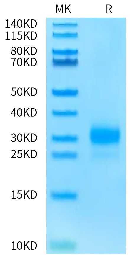 Biotinylated Human CD160 on Bis-Tris PAGE under reduced condition. The purity is greater than 95%.Biotinylated Human CD160 Protein, Active