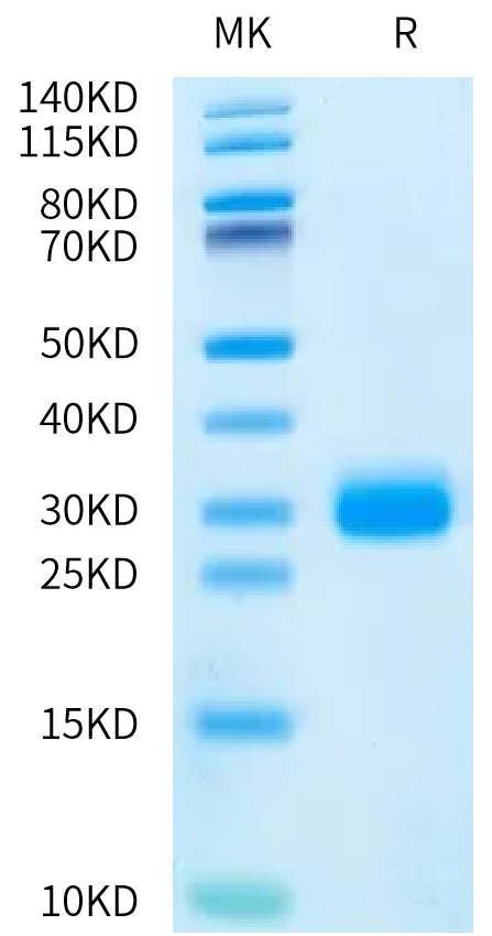 Human PGLYRP1 on Bis-Tris PAGE under reduced condition. The purity is greater than 95%.Recombinant Human PGLYRP1 Protein, Endotoxin-Free, Active