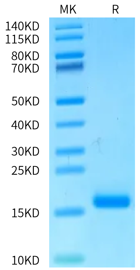 Human DLL3 Domain (311-427) on Bis-Tris PAGE under reduced condition. The purity is greater than 95%.Recombinant Human DLL3 Domain (311-427) Protein, Endotoxin-Free, Active