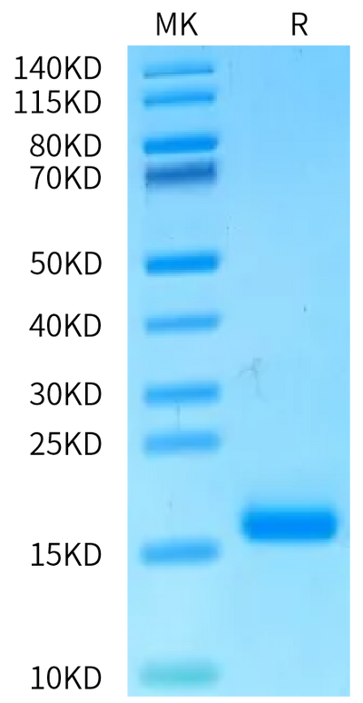 Human DLL3 Domain (311-427) on Bis-Tris PAGE under reduced condition. The purity is greater than 95%.Recombinant Human DLL3 Domain (311-427) Protein, Active
