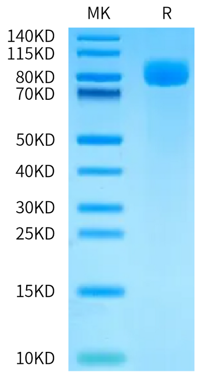 Human Siglec-6 on Bis-Tris PAGE under reduced condition. The purity is greater than 95%.Recombinant Human Siglec-6/CD327 Protein, Active