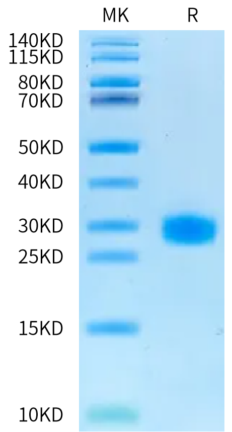 Biotinylated Cynomolgus IL-6 on Bis-Tris PAGE under reduced condition. The purity is greater than 95%.Biotinylated Cynomolgus IL-6 Protein, Active