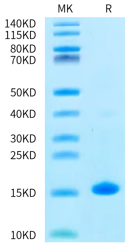 Biotinylated Human/Mouse/Rat GDF-8 on Bis-Tris PAGE under reduced condition. The purity is greater than 95%.Biotinylated Human/Mouse/Rat GDF-8 Protein, Active