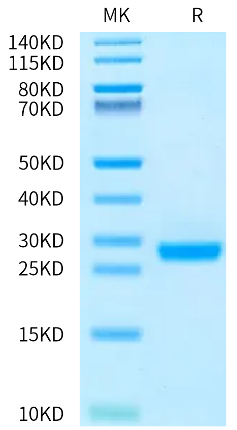 Biotinylated Human IL-6 on Bis-Tris PAGE under reduced condition. The purity is greater than 95%.Biotinylated Human IL-6 Protein, Active