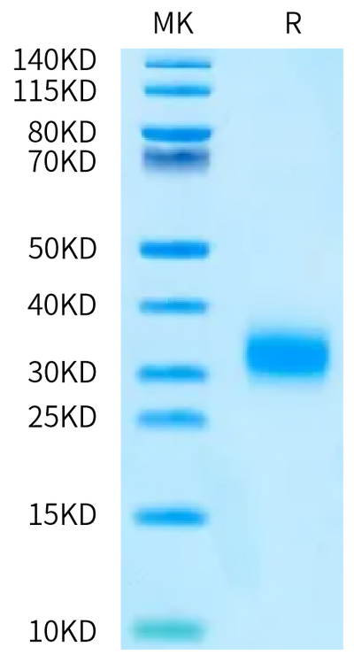 Biotinylated Cynomolgus TRAIL R2 on Bis-Tris PAGE under reduced condition. The purity is greater than 95%.Biotinylated Cynomolgus TRAIL R2/DR5/TNFRSF10B Protein, Active