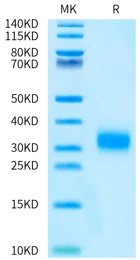 Biotinylated Cynomolgus TRAIL R2 on Bis-Tris PAGE under reduced condition. The purity is greater than 95%.Biotinylated Cynomolgus TRAIL R2/DR5/TNFRSF10B Protein, Active