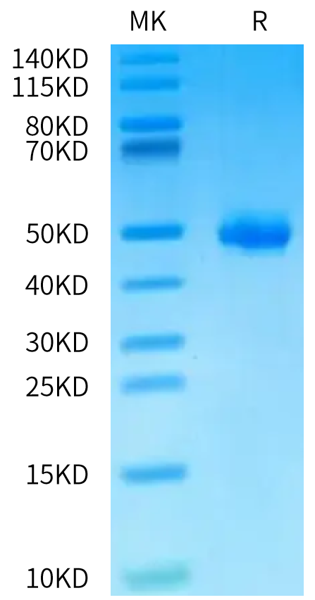 Human CD228 Domain on Bis-Tris PAGE under reduced condition. The purity is greater than 95%.Recombinant Human CD228/MFI2 Domain Protein, Active