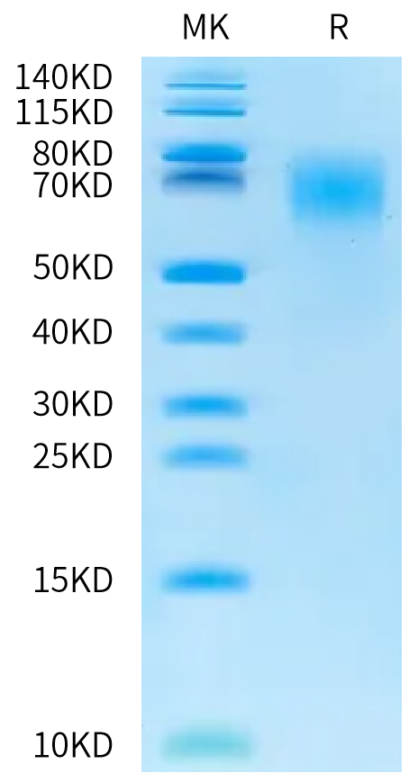 Biotinylated Cynomolgus CEACAM-6 on Bis-Tris PAGE under reduced condition. The purity is greater than 95%.Biotinylated Cynomolgus CEACAM-6/CD66c Protein