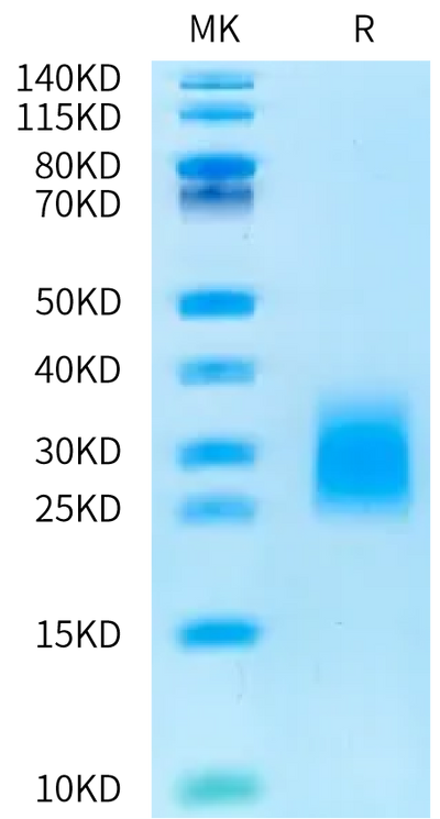 Human LSR on Bis-Tris PAGE under reduced condition. The purity is greater than 95%.Recombinant Human LSR Protein