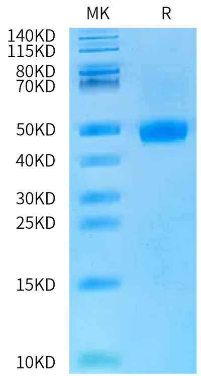Rat LRG1 on Bis-Tris PAGE under reduced condition. The purity is greater than 95%.Recombinant Rat LRG1 Protein, Endotoxin-Free