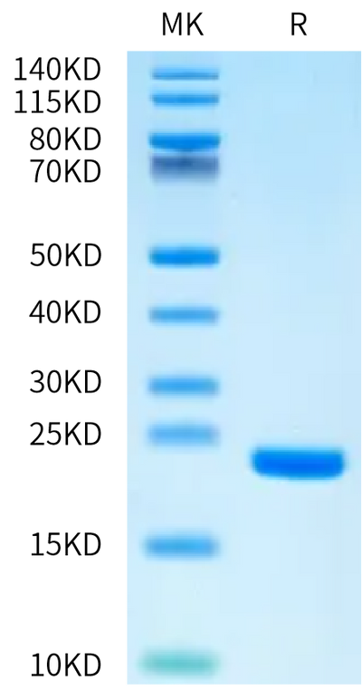 Biotinylated Human FGF1 on Bis-Tris PAGE under reduced condition. The purity is greater than 95%.Biotinylated Human FGF1 Protein, Active