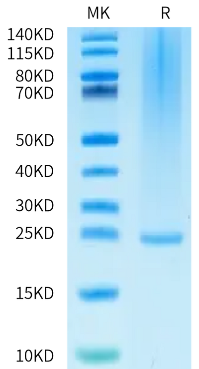 Biotinylated Human FGF-7 on Bis-Tris PAGE under reduced condition. The purity is greater than 95%.Biotinylated Human FGF-7/KGF Protein, Active
