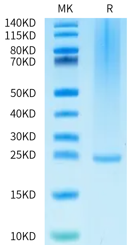 Biotinylated Human FGF-7 on Bis-Tris PAGE under reduced condition. The purity is greater than 95%.Biotinylated Human FGF-7/KGF Protein, Active