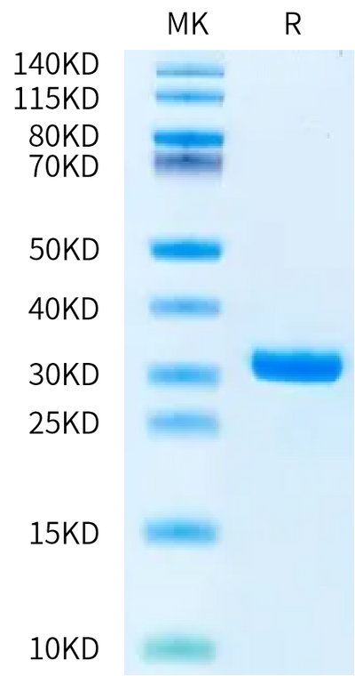 Human Kallikrein 7 on Bis-Tris PAGE under reduced condition. The purity is greater than 95%.Recombinant Human Kallikrein 7/KLK7 Protein, Active