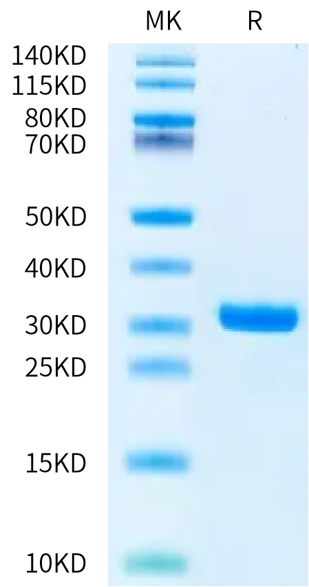 Human Kallikrein 7 on Bis-Tris PAGE under reduced condition. The purity is greater than 95%.Recombinant Human Kallikrein 7/KLK7 Protein, Active
