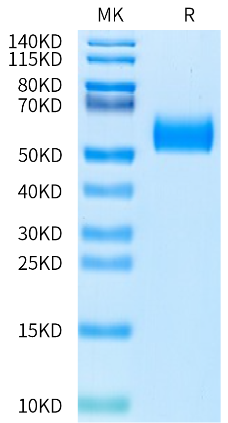 Biotinylated Human CDH17 Domain 5-7 on Bis-Tris PAGE under reduced condition. The purity is greater than 95%.Biotinylated Human CDH17/Cadherin 17 Domain 5-7 Protein, Active