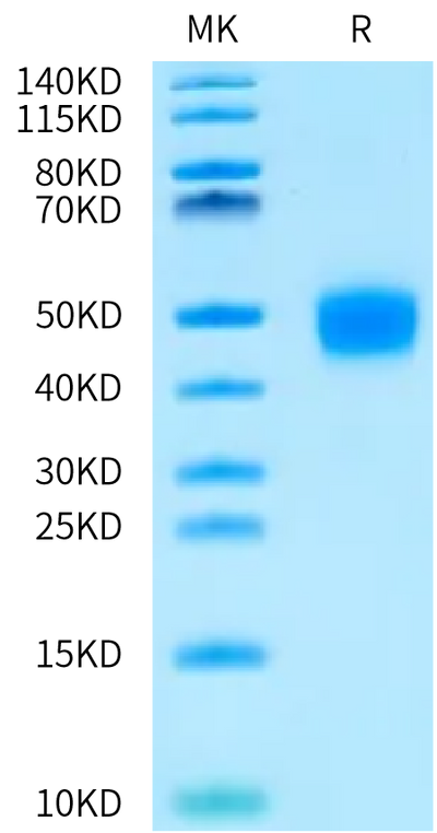 Cynomolgus Coagulation factor III on Bis-Tris PAGE under reduced condition. The purity is greater than 95%.Recombinant Cynomolgus Coagulation factor III/Tissue Factor Protein, Endotoxin-Free