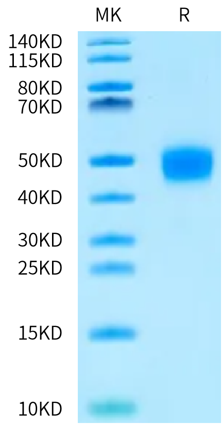 Cynomolgus Coagulation factor III on Bis-Tris PAGE under reduced condition. The purity is greater than 95%.Recombinant Cynomolgus Coagulation factor III/Tissue Factor Protein, Endotoxin-Free