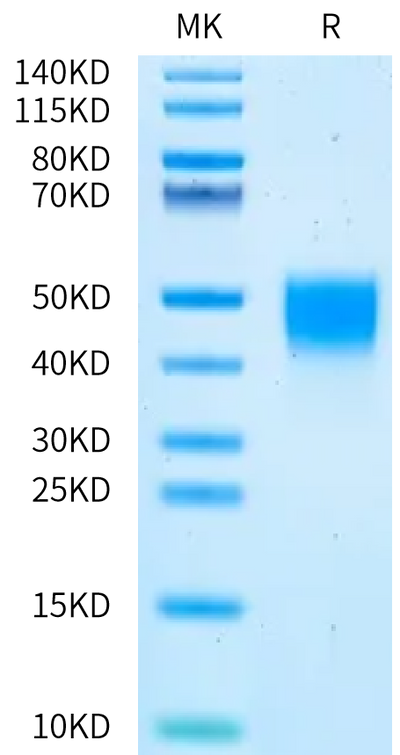 Mouse Coagulation factor III on Bis-Tris PAGE under reduced condition. The purity is greater than 95%.Recombinant Mouse Coagulation factor III/Tissue Factor Protein, Endotoxin-Free
