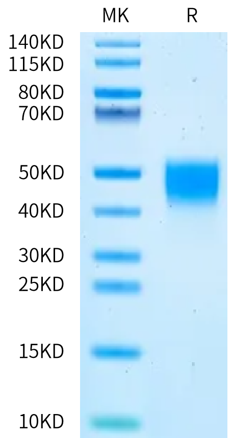 Mouse Coagulation factor III on Bis-Tris PAGE under reduced condition. The purity is greater than 95%.Recombinant Mouse Coagulation factor III/Tissue Factor Protein, Endotoxin-Free