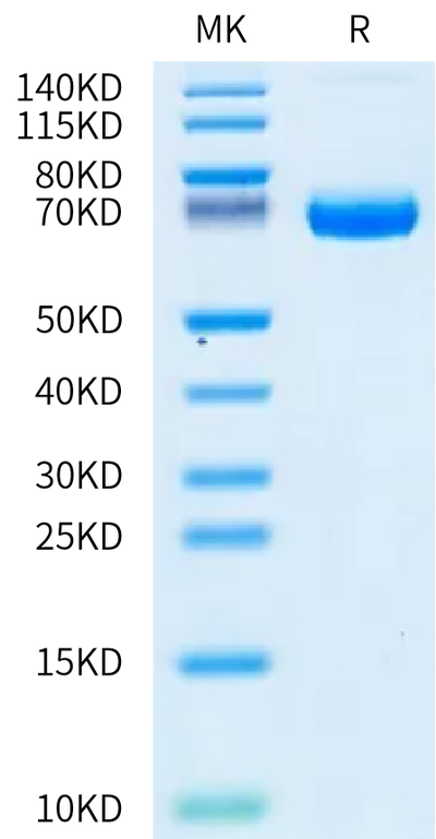 Human Coagulation factor III on Bis-Tris PAGE under reduced condition. The purity is greater than 95%.Recombinant Human Coagulation factor III/Tissue Factor Protein, Active