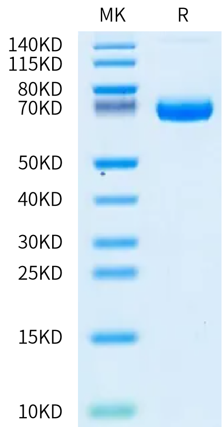 Human Coagulation factor III on Bis-Tris PAGE under reduced condition. The purity is greater than 95%.Recombinant Human Coagulation factor III/Tissue Factor Protein, Active