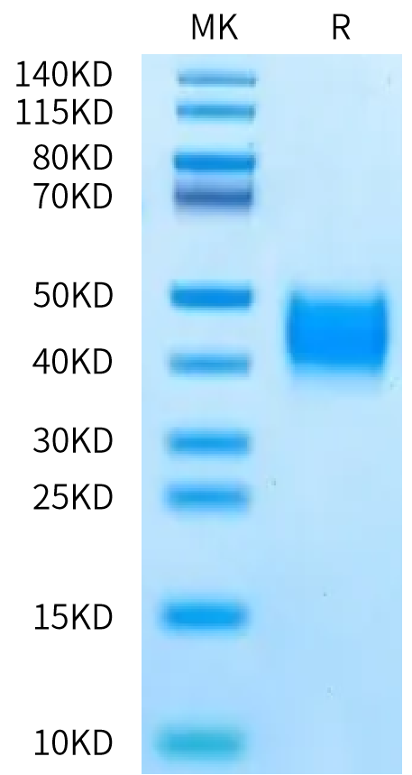 Human MDL-1 on Bis-Tris PAGE under reduced condition. The purity is greater than 95%.Recombinant Human MDL-1/CLEC5A Protein, Active