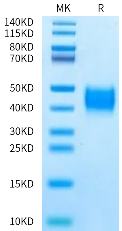 Human MDL-1 on Bis-Tris PAGE under reduced condition. The purity is greater than 95%.Recombinant Human MDL-1/CLEC5A Protein, Endotoxin-Free, Active