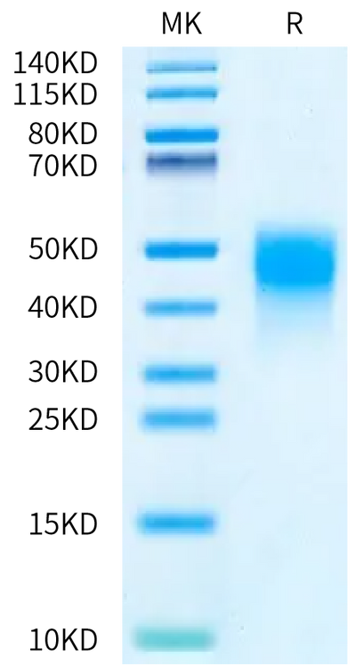 Biotinylated Human MDL-1 on Bis-Tris PAGE under reduced condition. The purity is greater than 95%.Biotinylated Human MDL-1/CLEC5A Protein, Active