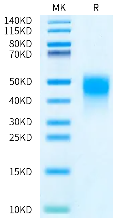 Biotinylated Human MDL-1 on Bis-Tris PAGE under reduced condition. The purity is greater than 95%.Biotinylated Human MDL-1/CLEC5A Protein, Active