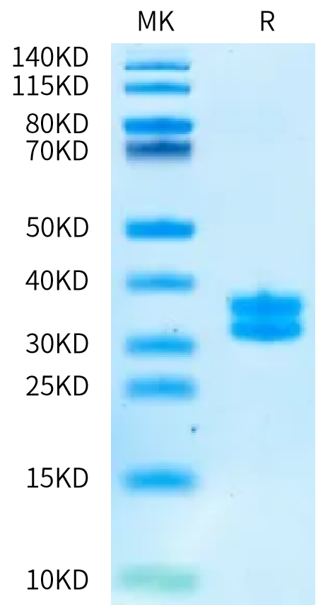 Biotinylated Human Kallikrein 7 on Bis-Tris PAGE under reduced condition. The purity is greater than 95%.Biotinylated Human Kallikrein 7/KLK7 Protein, Active