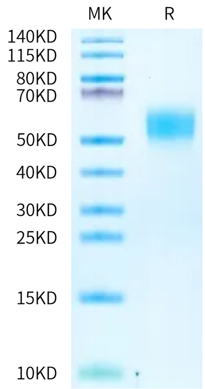 Mouse CD48 on Bis-Tris PAGE under reduced condition. The purity is greater than 95%.Recombinant Mouse CD48/SLAMF2 Protein