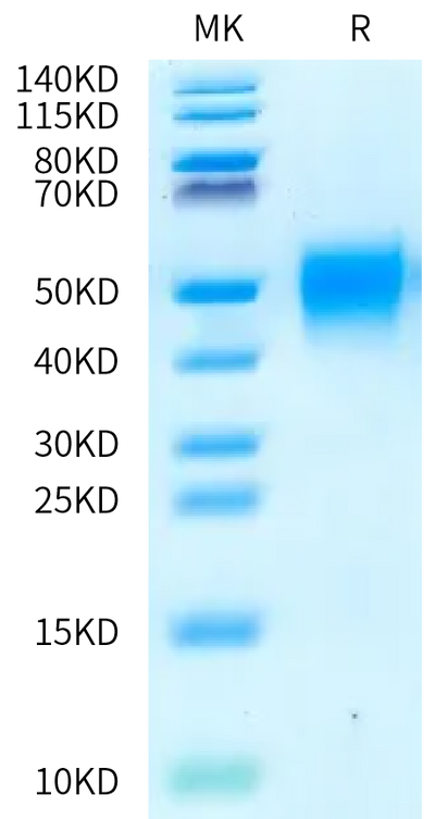 Biotinylated Human CD48 on Bis-Tris PAGE under reduced condition. The purity is greater than 95%.Biotinylated Human CD48/SLAMF2 Protein, Active
