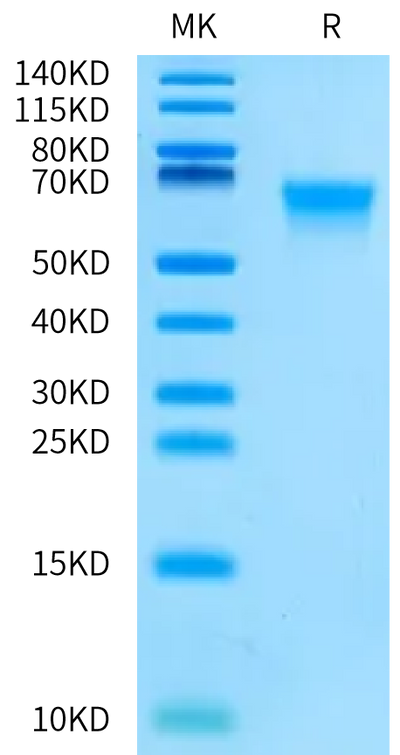 Biotinylated Cynomolgus MADCAM1 on Bis-Tris PAGE under reduced condition. The purity is greater than 95%.Biotinylated Cynomolgus MADCAM1 Protein, Active