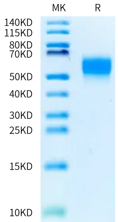 Biotinylated Mouse CD48 on Bis-Tris PAGE under reduced condition. The purity is greater than 95%.Biotinylated Mouse CD48/SLAMF2 Protein