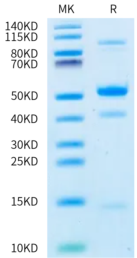 Biotinylated Human Latent GDF-8 on Bis-Tris PAGE under reduced condition. The purity is greater than 95%.Biotinylated Human Latent GDF-8 Protein, Active