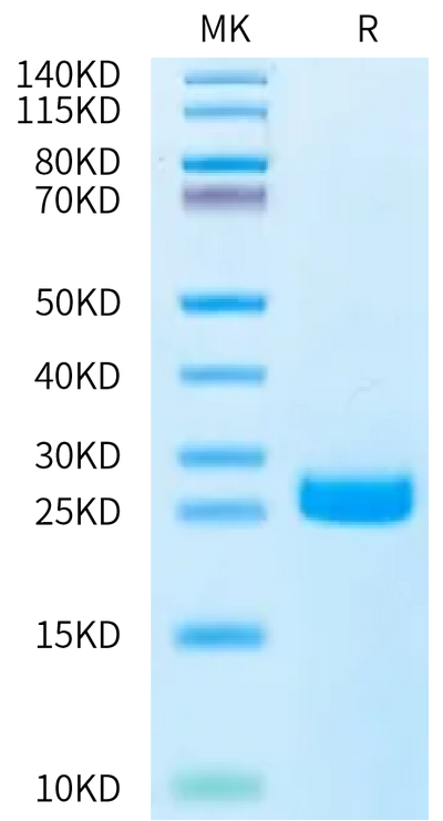 Human DLL3 Domain (311-492) on Bis-Tris PAGE under reduced condition. The purity is greater than 95%.Recombinant Human DLL3 Domain (311-492) Protein, Active