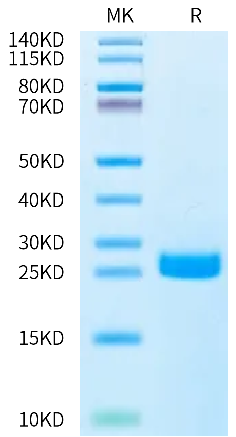 Human DLL3 Domain (311-492) on Bis-Tris PAGE under reduced condition. The purity is greater than 95%.Recombinant Human DLL3 Domain (311-492) Protein, Active
