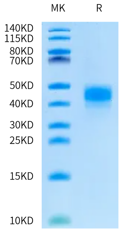 Biotinylated Human Kallikrein 5 on Bis-Tris PAGE under reduced condition. The purity is greater than 95%.Biotinylated Human Kallikrein 5/KLK5 Protein, Active