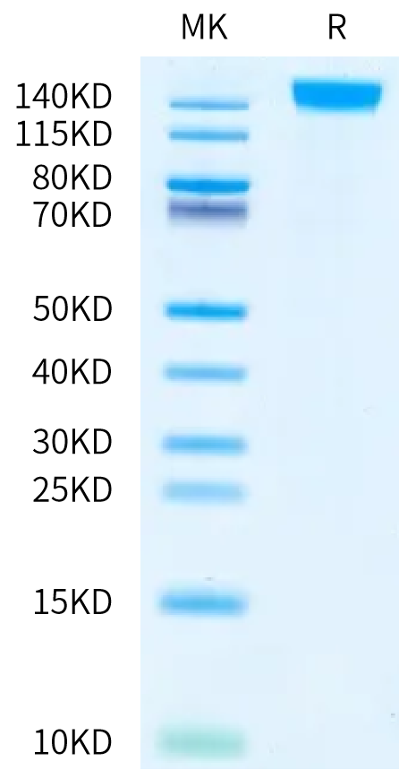 Human SEZ6L on Bis-Tris PAGE under reduced condition. The purity is greater than 95%.Recombinant Human SEZ6L Protein