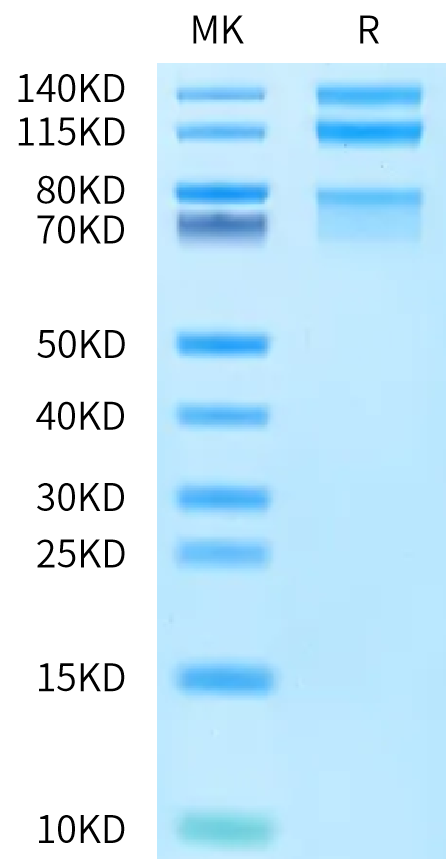 Cynomolgus ITGA4&ITGB7 on Bis-Tris PAGE under reduced condition. The purity is greater than 95%.Recombinant Cynomolgus Integrin alpha 4 beta 7 (ITGA4&ITGB7) Heterodimer Protein, Active